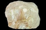 Otodus Shark Tooth Fossil in Rock - Eocene #135859-1